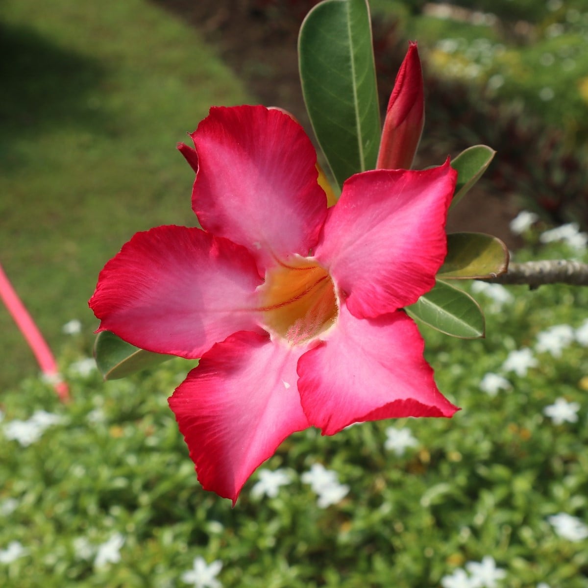 Pouštní růže - Adenium obesum - prodej semen - 5 ks