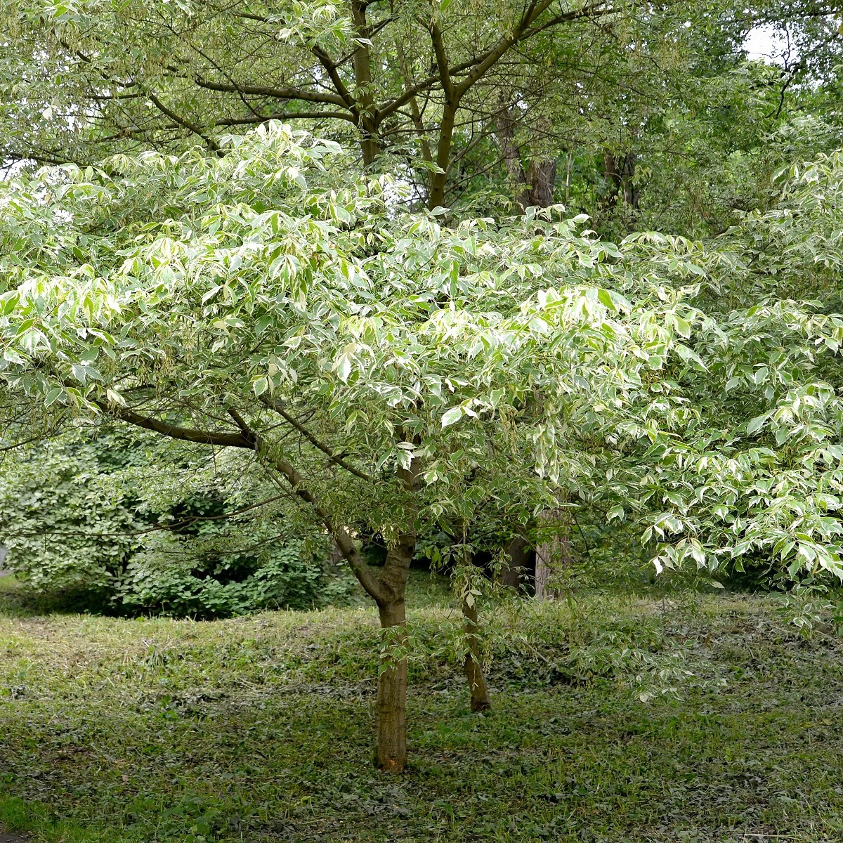 Javor jasanolistý - Acer negundo - prodej semen - 12 ks