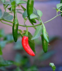 Chilli Serrano Tampiqueno - Capsicum annuum - prodej semen - 7 ks