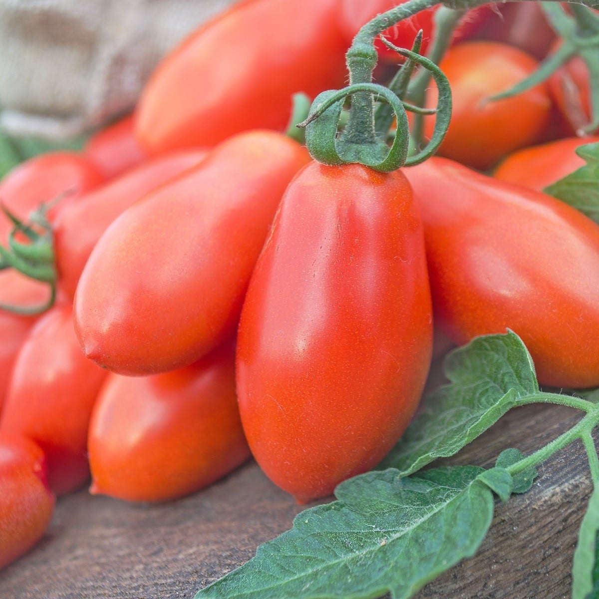 Rajče Opalka - Solanum lycopersicum - prodej semen - 7 ks