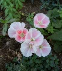 Zářivka velkokvětá Aurora - Godetia amoena - prodej semen - 0,1 g