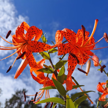 Lilie Red tiger - Lilium - prodej cibulovin - 1 ks