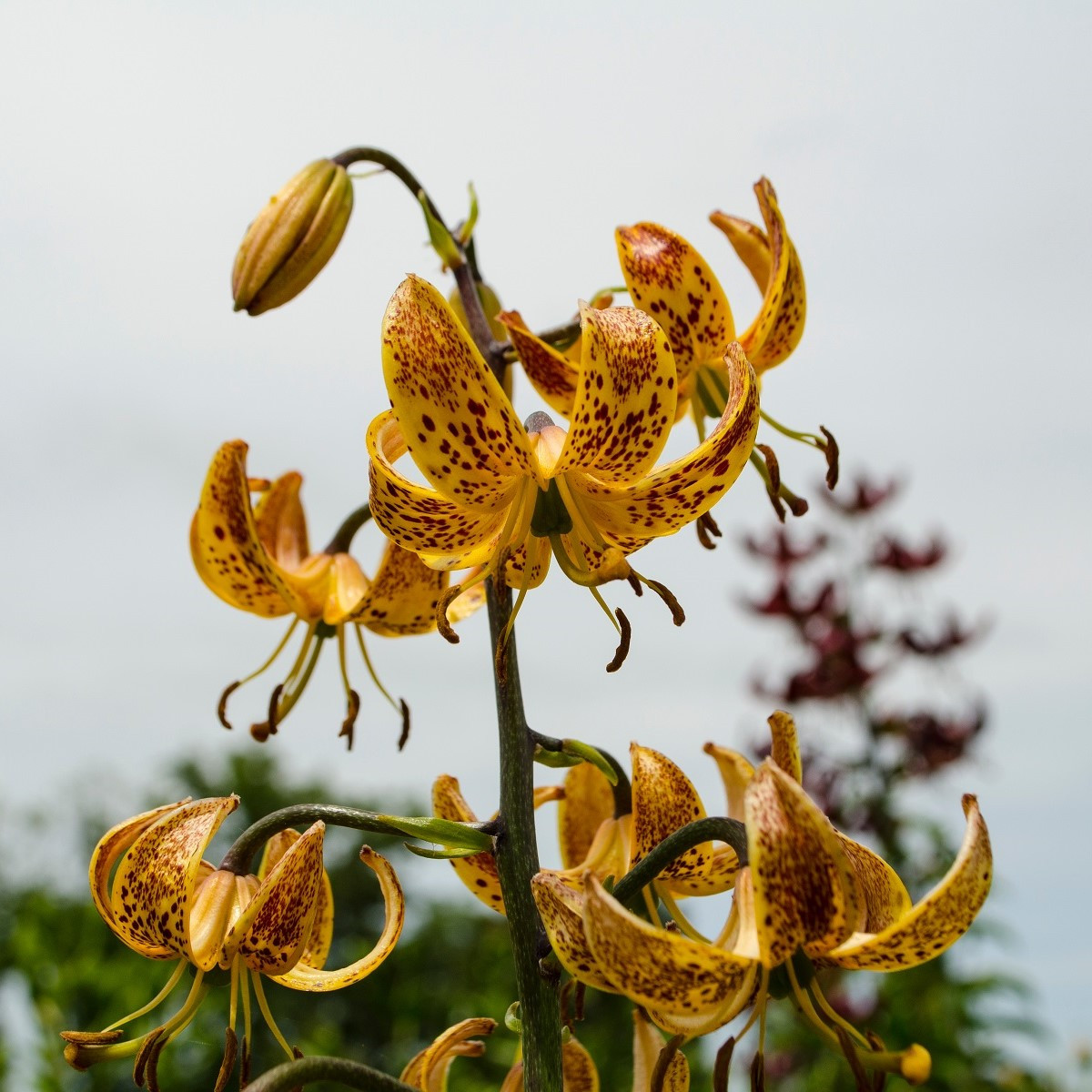 Lilie zlatohlavá Guinea Gold - Lilium - prodej cibulovin - 1 ks