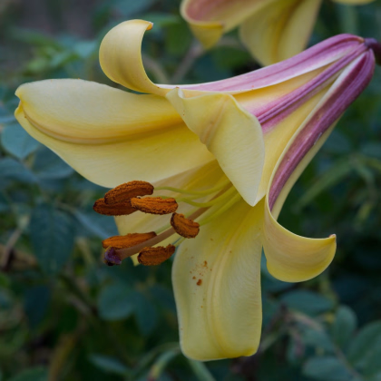 Lilie African Queen - Lilium - prodej cibulovin - 1 ks
