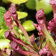 Špirlice nachová - Sarracenia purpurea - prodej semen - 8 ks