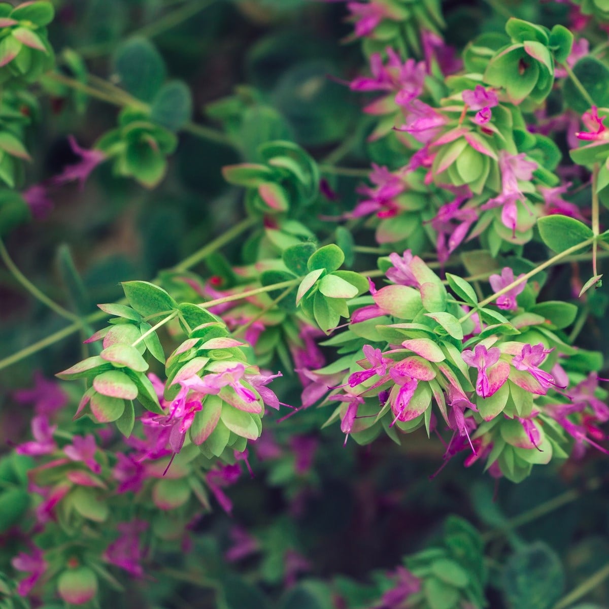 Oregano okrasné Kirigami - Origanum rotundifolia - prodej semen - 18 ks
