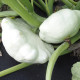 Patizon Disco - Cucurbita pepo - prodej semen - 12 ks