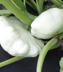 Patizon Disco - Cucurbita pepo - prodej semen - 12 ks