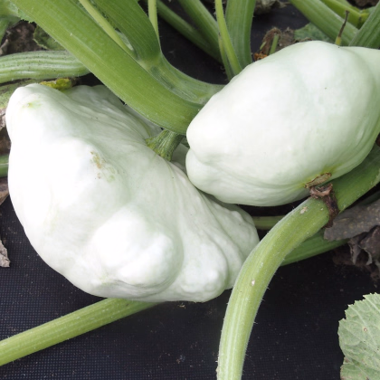 Patizon Disco - Cucurbita pepo - prodej semen - 12 ks