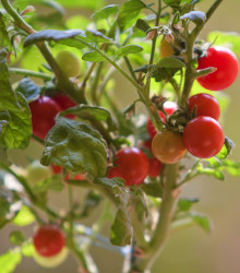 Rajče Tiny Tim - Solanum lycopersicum - prodej semen - 7 ks
