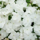 Netýkavka Campos bílá F1 - Impatiens walleriana - prodej semen - 20 ks