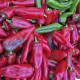 BIO Paprika Atris F1 - Capsicum annuum - prodej bio semen - 5 ks