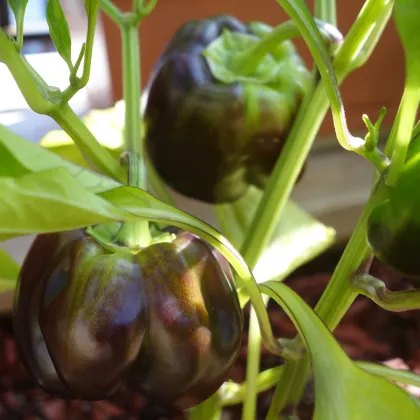 Paprika Hnědá Kráska - Capsicum annuum - prodej semen - 9 ks