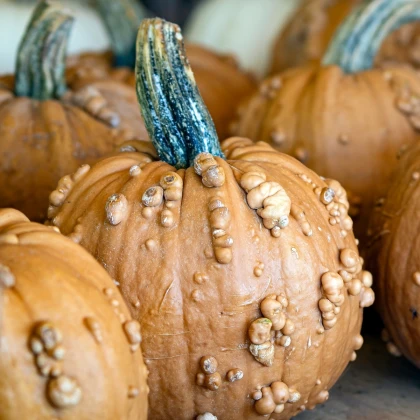 Dýně okrasná Grizzly Bear F1 PMT - Cucurbita maxima - prodej semen - 7 ks