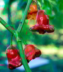 Chilli Bishops Crown - Capsicum baccatum - prodej semen - 6 ks