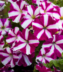 Petúnie Musica F1 Purple Star - Petunia x grandiflora - prodej semen - 30 ks