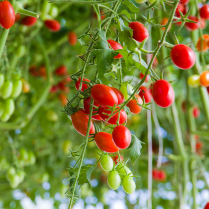 Rajče Tutti Frutti F1 - Solanum lycopersicum - prodej semen - 6 ks