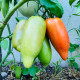 BIO Rajče Andenhorn - Solanum lycopersicum - prodej bio semen - 8 ks