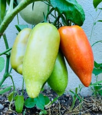 BIO Rajče Andenhorn - Solanum lycopersicum - prodej bio semen - 8 ks