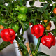 BIO Chilli Habanero červené - Capsicum chinense - prodej bio semen - 6 ks