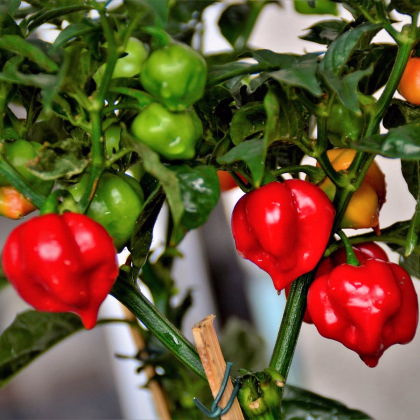 BIO Chilli Habanero červené - Capsicum chinense - prodej bio semen - 6 ks