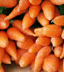 BIO Mrkev Chantenay - Daucus carota - prodej bio semen - 350 ks
