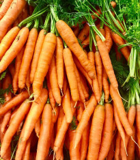 BIO Mrkev Amsterdam - Daucus carota - prodej bio semen - 300 ks