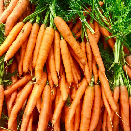 BIO Mrkev Amsterdam - Daucus carota - prodej bio semen mrkve - 300 ks