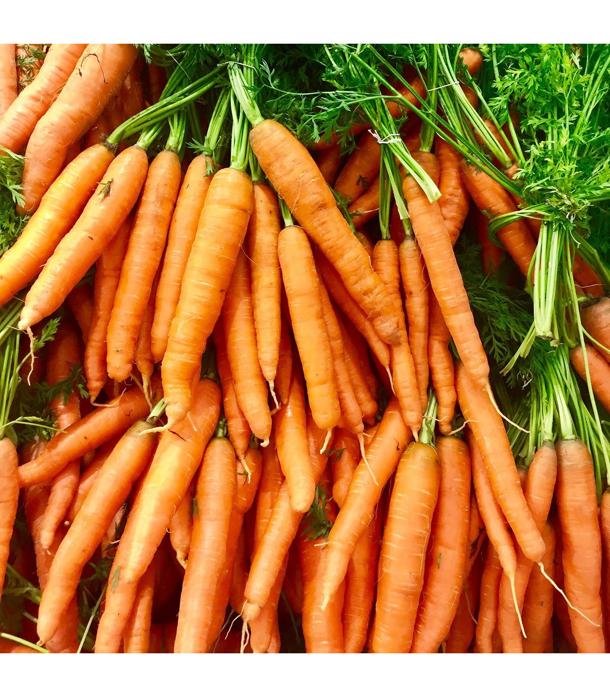 BIO Mrkev Amsterdam - Daucus carota - prodej bio semen mrkve - 300 ks