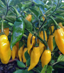 BIO Chilli Marseillais - Capsicum annuum - prodej bio semen - 7 ks
