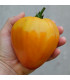 Rajče Oxheart Orange - Lycopersicon esculentum - semena rajčat - 10 ks