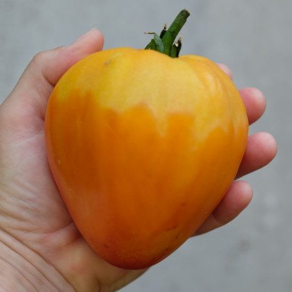 Rajče Oxheart Orange - Lycopersicon esculentum - semena rajčat - 10 ks