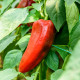 BIO Chilli Salsa - Capsicum annuum - prodej bio semen - 7 ks