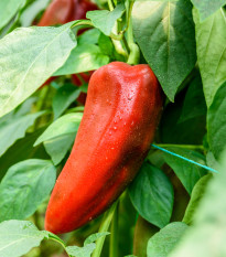 BIO Chilli Salsa - Capsicum annuum - prodej bio semen - 7 ks