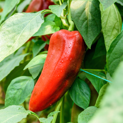 BIO Chilli Salsa - Capsicum annuum - prodej bio semen - 7 ks