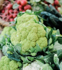 Květák Susana F1 - Brassica oleracea var botrytis - prodej semen - 20 ks