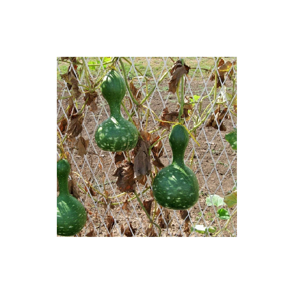 Tykev okrasná Indiánská lahev - Cucurbita pepo - prodej semen - 8 ks