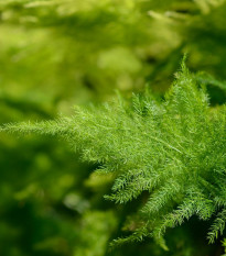 Chřest hustokvětý - Asparagus plumosus - prodej semen - 15 ks