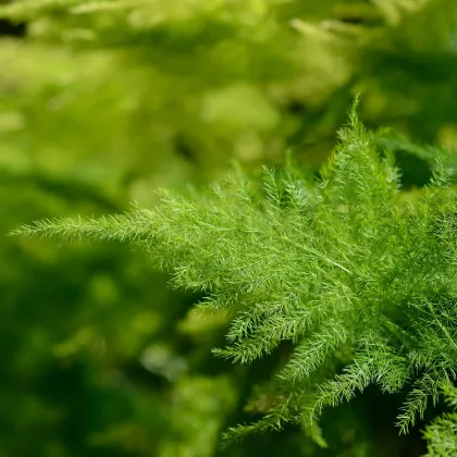 Chřest hustokvětý - Asparagus plumosus - prodej semen - 15 ks