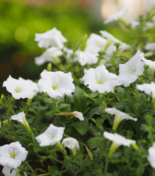 Petúnie Cascata F1 White - Petunia x atkinsiana - prodej semen - 10 ks