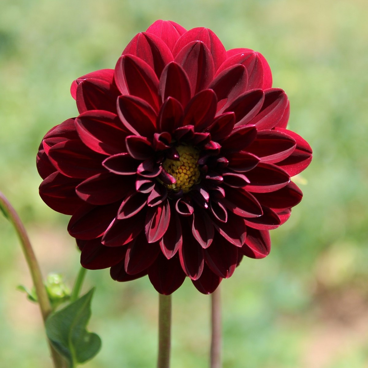 Jiřinka Thomas Edison - Dahlia - prodej cibulovin - 1 ks