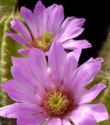 Kaktus - Echinocereus viereckii var. viereckii - prodej semen kaktusu - 6 ks