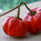 Lilek okrasný Goyo - Solanum melongena - prodej semen - 10 ks