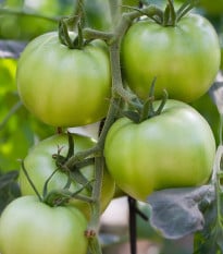BIO Rajče White Beauty - Solanum lycopersicum - prodej bio semen - 20 ks