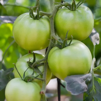 BIO Rajče White Beauty - Solanum lycopersicum - prodej bio semen - 20 ks