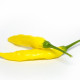 Chilli Aji Pineapple - Capsicum baccatum - prodej semen - 7 ks