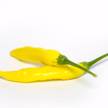 Chilli Aji Pineapple - Capsicum baccatum - prodej semen - 7 ks
