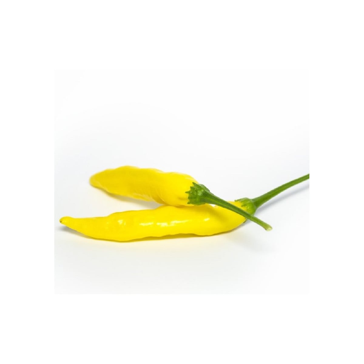 Chilli Aji Pineapple - Capsicum baccatum - prodej semen - 7 ks