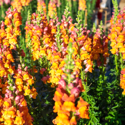Hledík větší oranžový - Antirrhinum majus - prodej semen - 20 ks