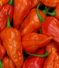 Chilli Bhut Jolokia oranžové - Capsicum chinense - prodej semen - 15 ks